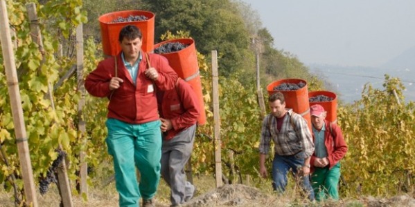 15. Cesta za víny Itálie: Lombardie - údolí Valtellina je lyžařů i vína ráj 