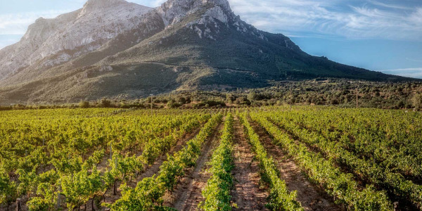 Cannonau – recept na dlouhověkost