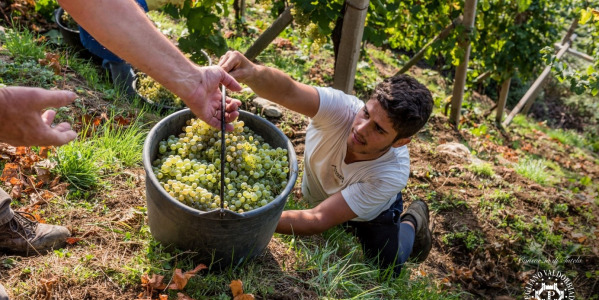 Valtellina - Nebbiolo z "Hrdinského vinařství"